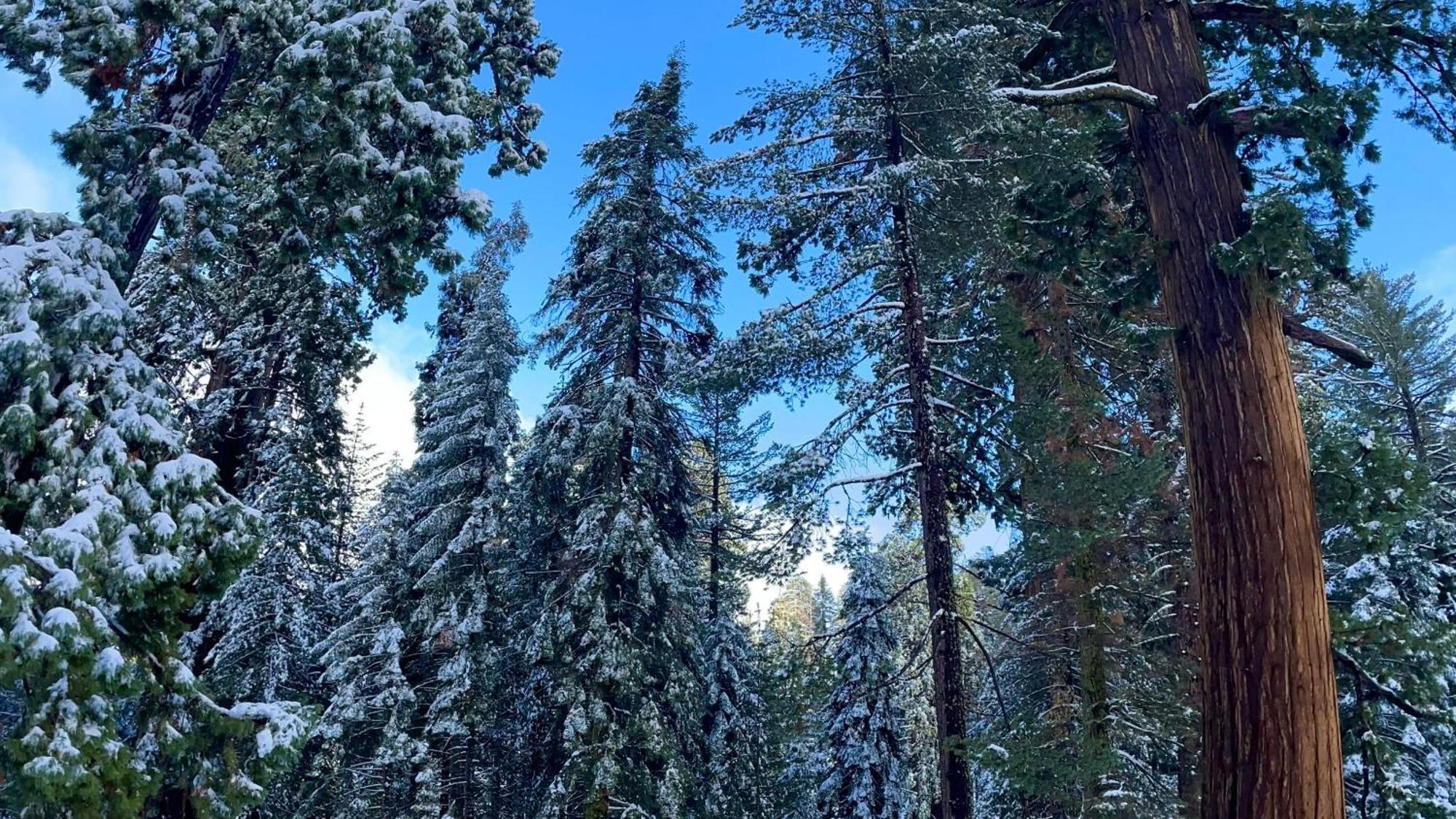 The Heather Sequoia Motel Rm 4 Three Rivers Exteriör bild